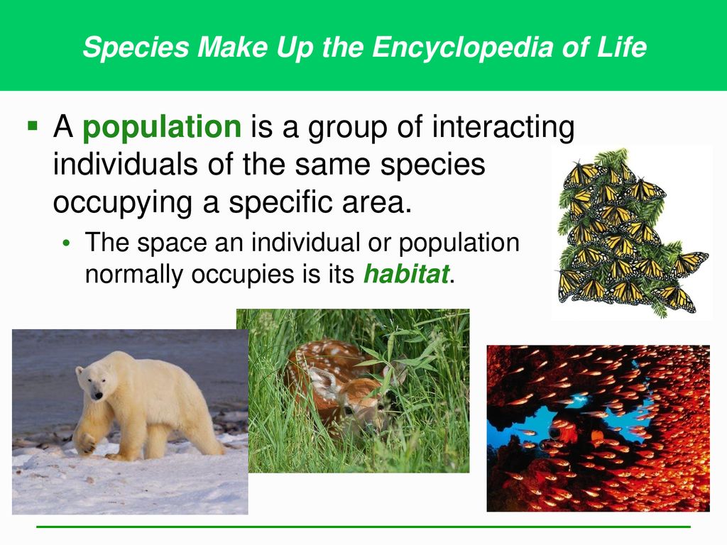 Ecosystems: What Are They and How Do They Work? - ppt download