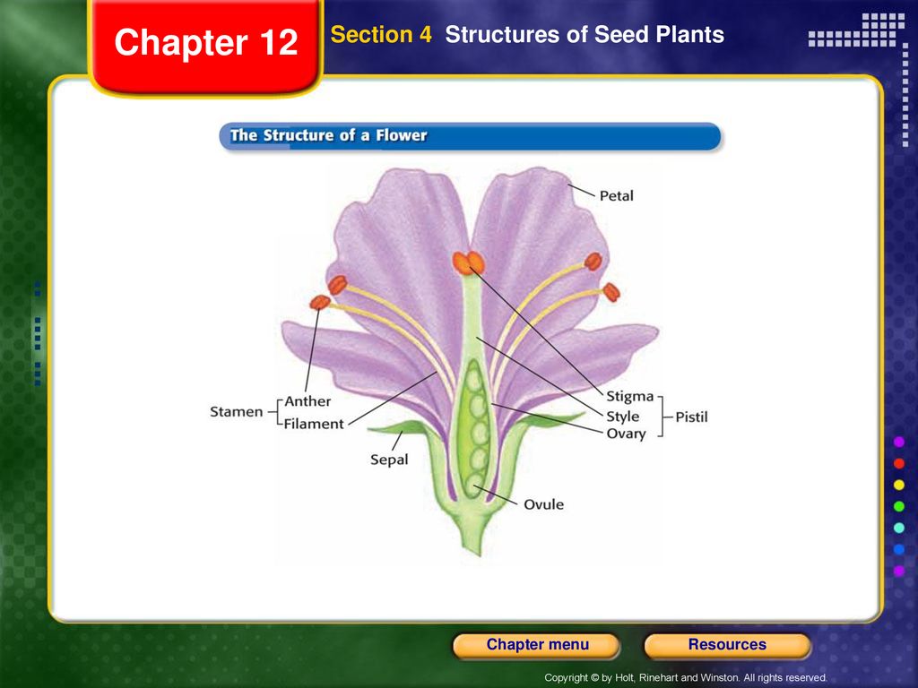 Chapter 12 Section 4 Structures of Seed Plants