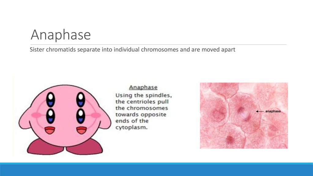 ppt download Biology Diagrams