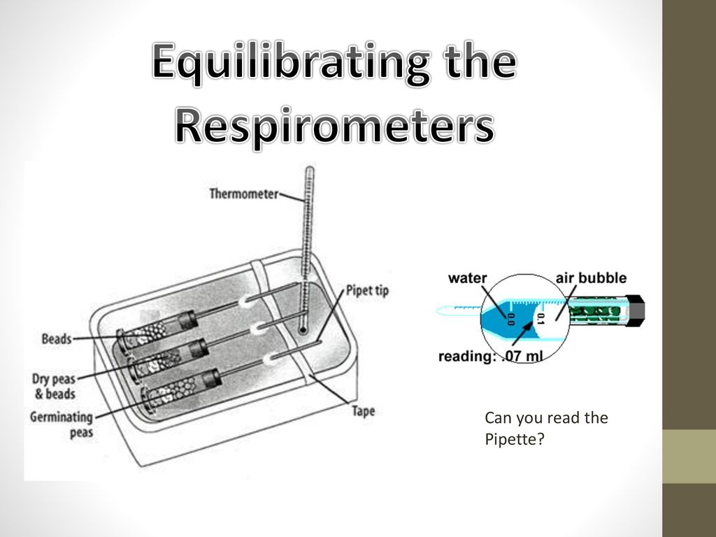 Traditional” AP Lab 5 Cellular Respiration. - ppt download