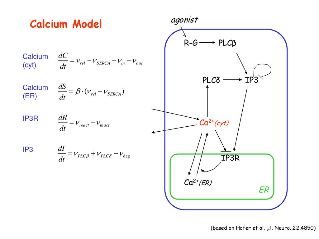 Calcium Model R-G PLCδ IP3 Ca2+(cyt) PLCβ agonist Ca2+(ER) IP3R ER