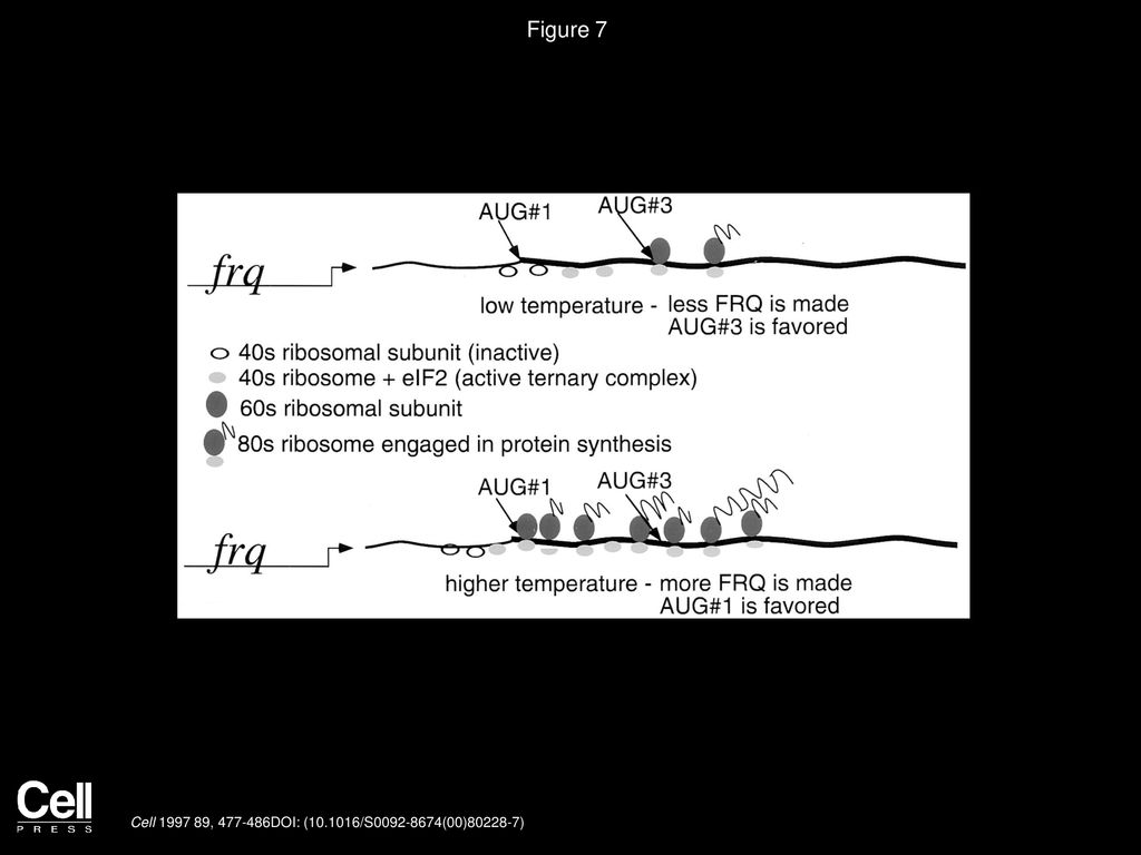 Thermally Regulated Translational Control of FRQ Mediates Aspects of