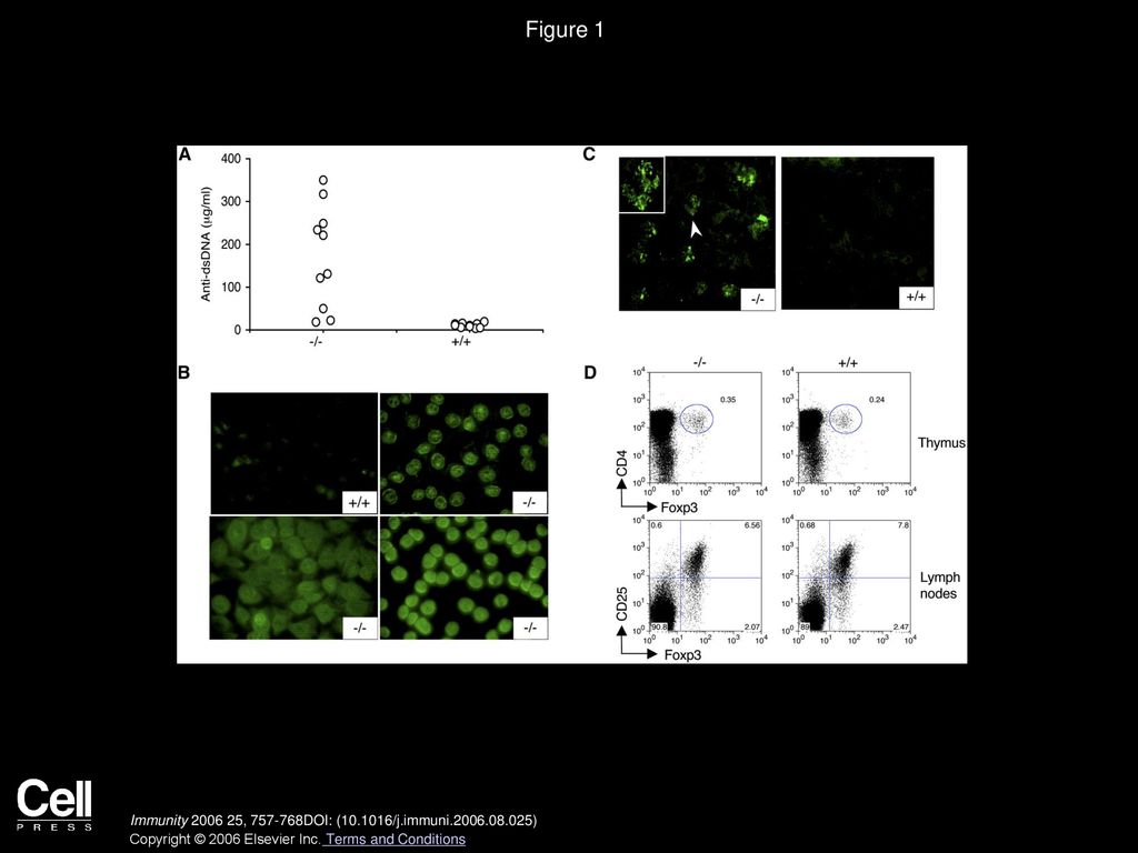 Figure 1 Development of an Autoimmune Syndrome in Aged Lat2−/− Mice