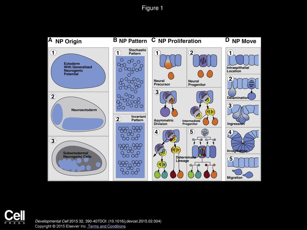 The Evolution of Early Neurogenesis Biology Diagrams