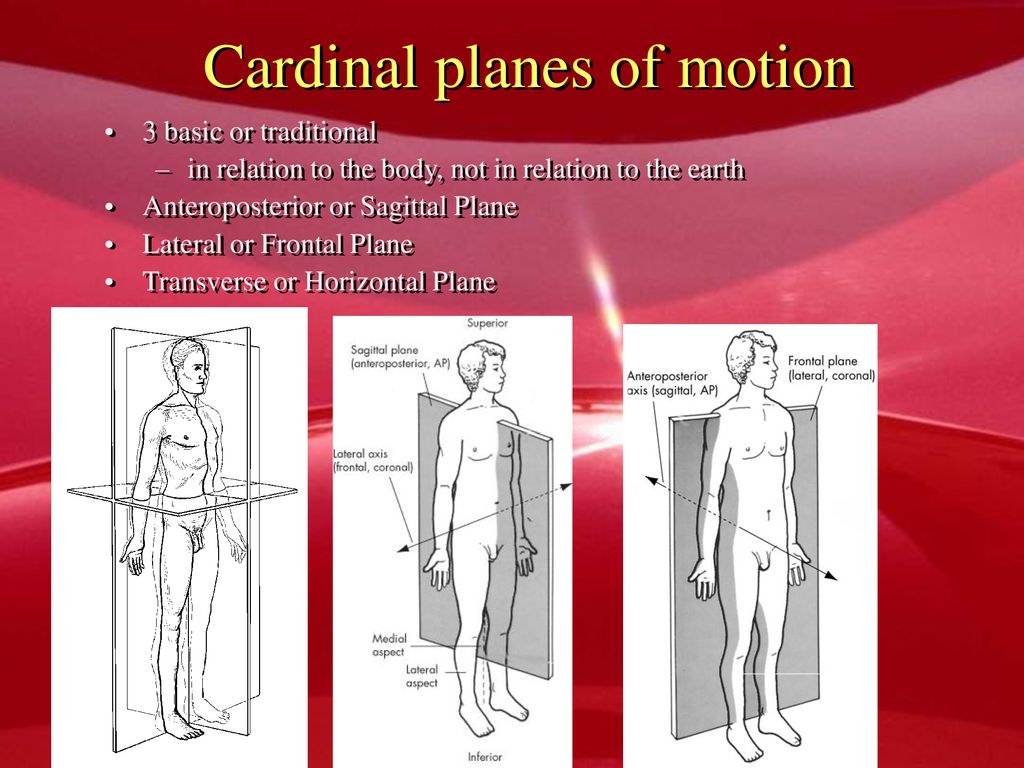 Basic human. Frontall plane sagittal plane. Human body sagittal Slices.