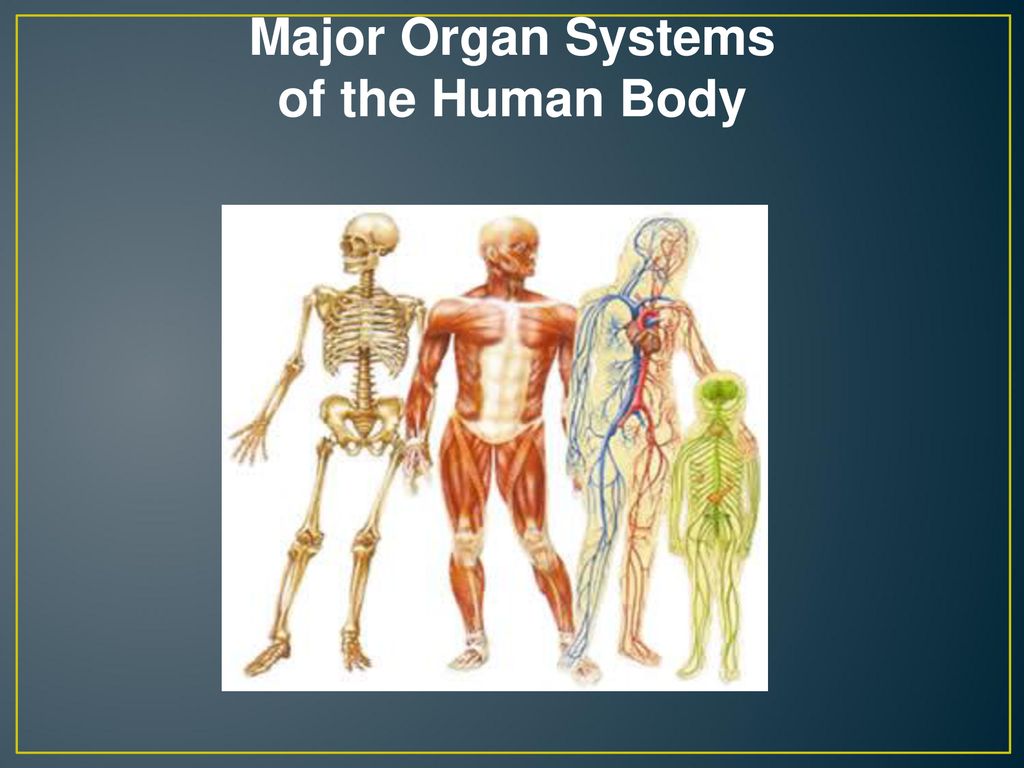 Do Now: Draw this table in your notebook: Biology Diagrams