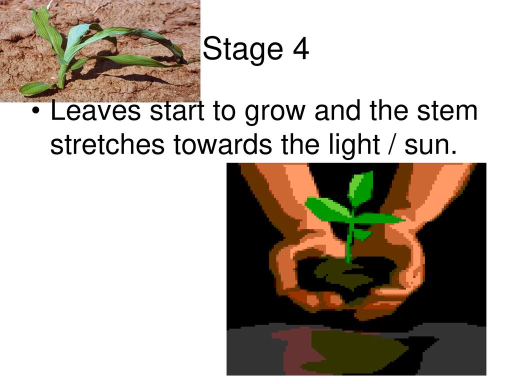 The Life Cycle of a Bean. ppt download
