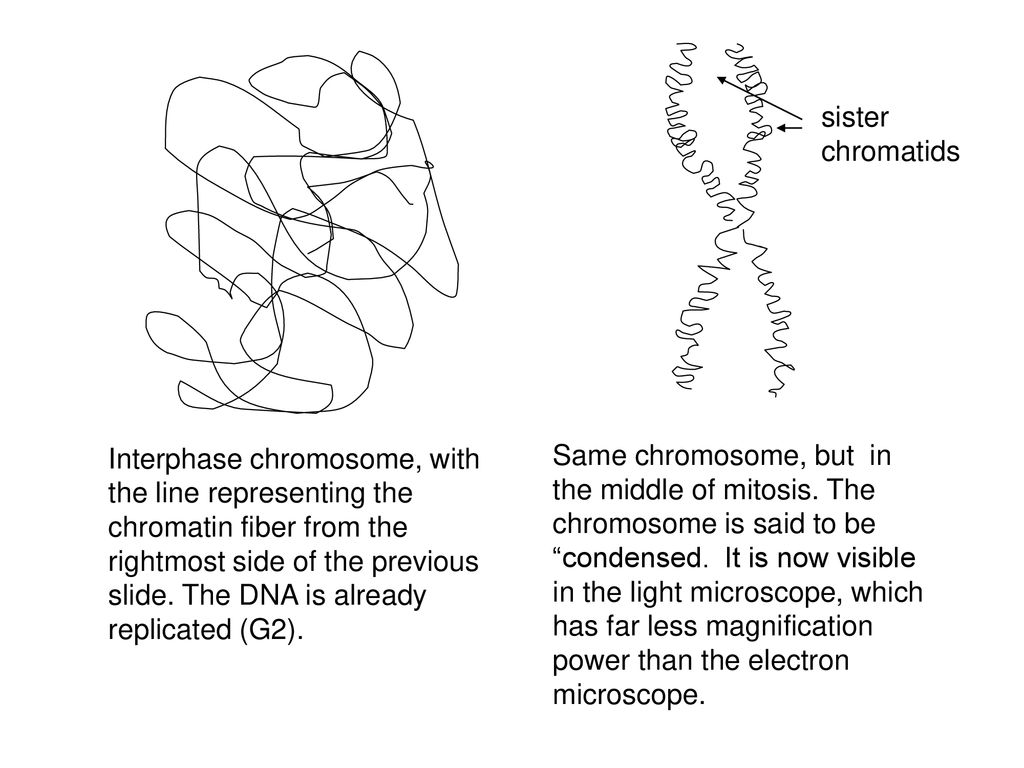 Learning goals: Lecture 3, Mitosis Biology Diagrams