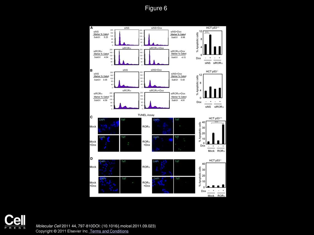 Figure 6 RORα Increases Apoptosis via p53 in Response to DNA Damage
