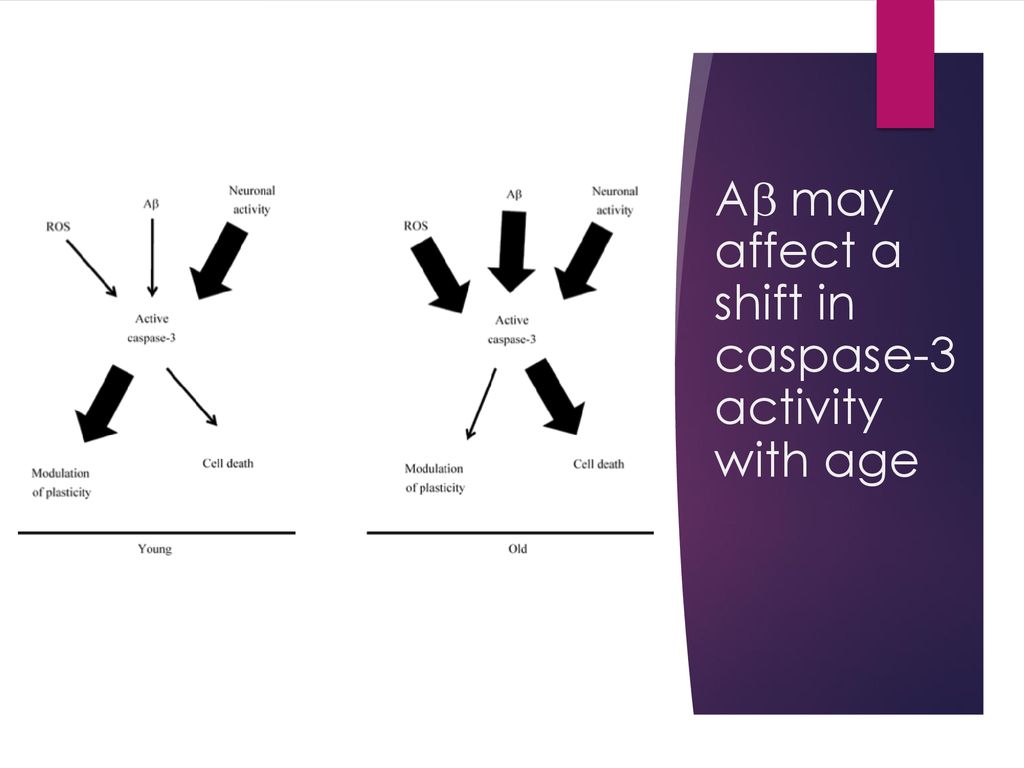 Ab may affect a shift in caspase-3 activity with age