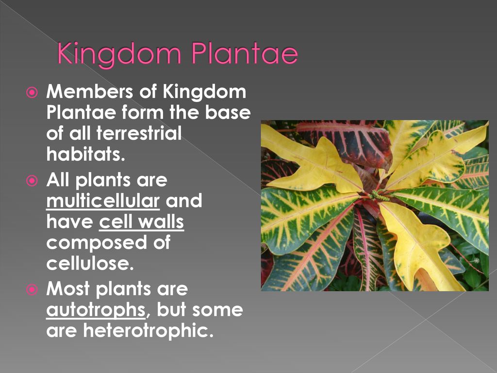 All Living Things Are Organized ppt download