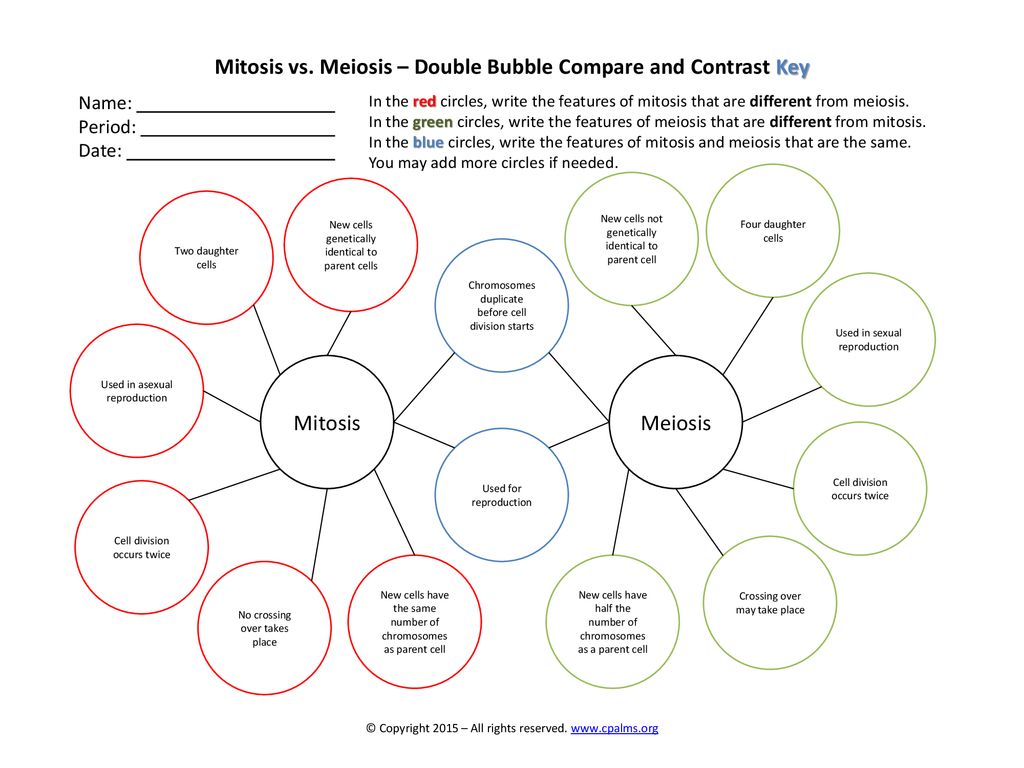 Mitosis vs. Meiosis – Double Bubble Compare and Contrast - ppt Pertaining To Mitosis Vs Meiosis Worksheet Answers