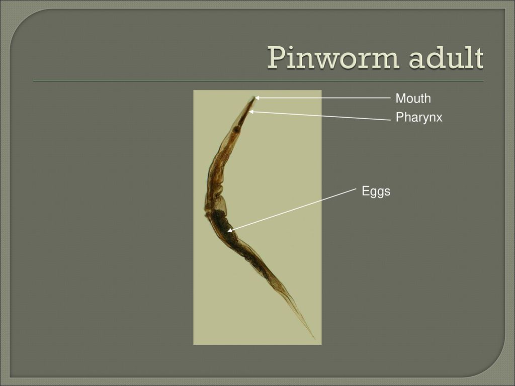 Pinworm adult Mouth Pharynx Eggs