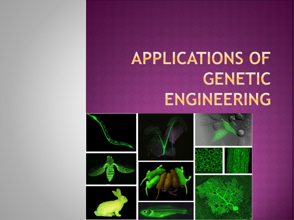 Applications of genetic engineering ppt download