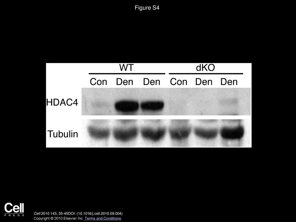 Figure S4 Absence of HDAC4 Expression in Skeletal Muscle of dKO Mice, Related to Figure 3.