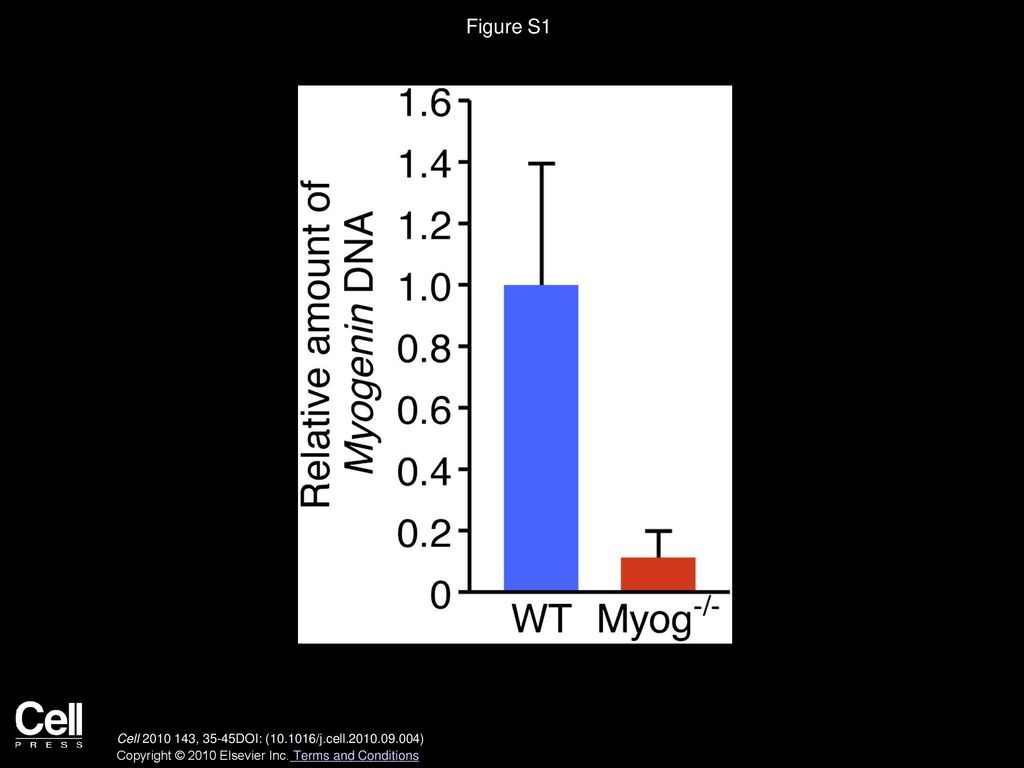 Figure S1 Deletion of Myog Allele in Myog−/− Mice, Related to Figure 1