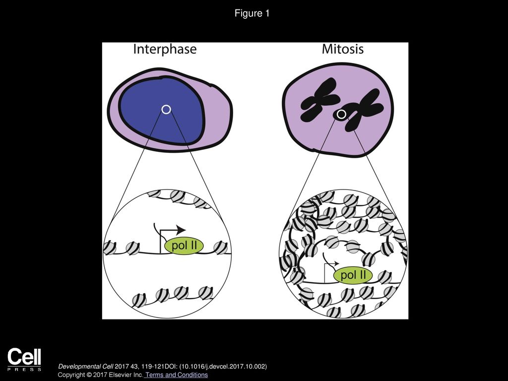 Mitotic Chromosomes: Not So Silent After All Biology Diagrams