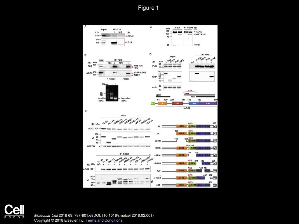 Fus Represses Exon 7 Of The Endogenous Fus Pre Mrna And Autoregulates