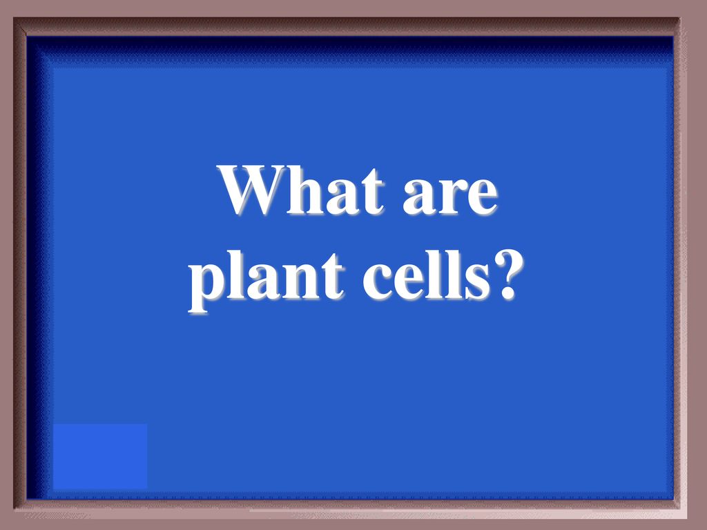 What are plant cells