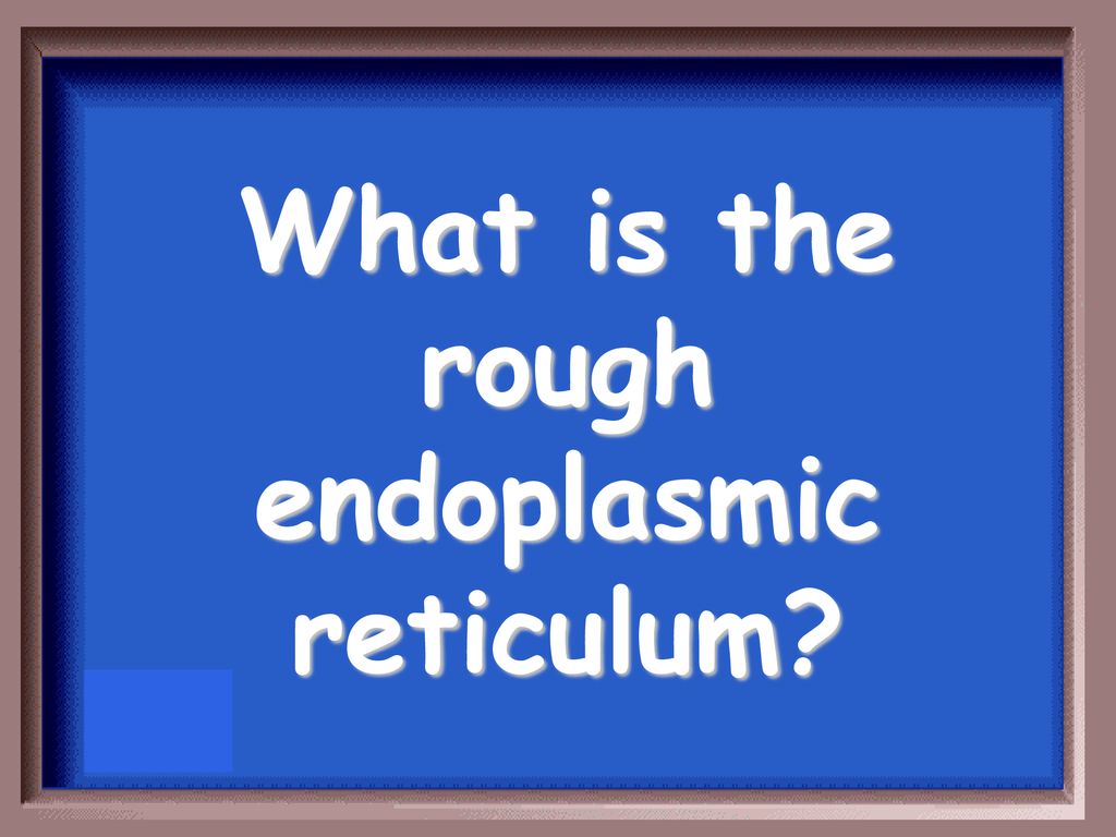 What is the rough endoplasmic reticulum