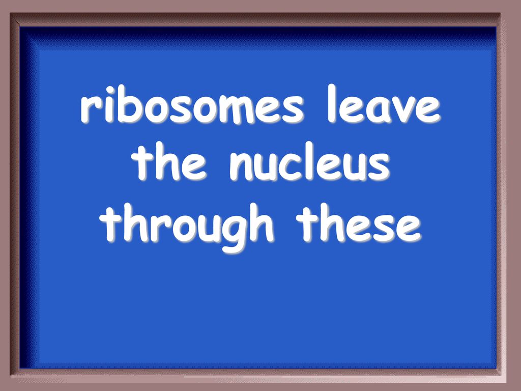 ribosomes leave the nucleus through these