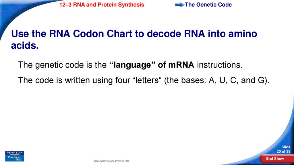 Decode A Messenger Rna Codon Chart