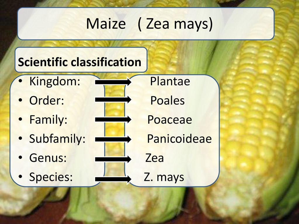 Production technology of Maize ppt download