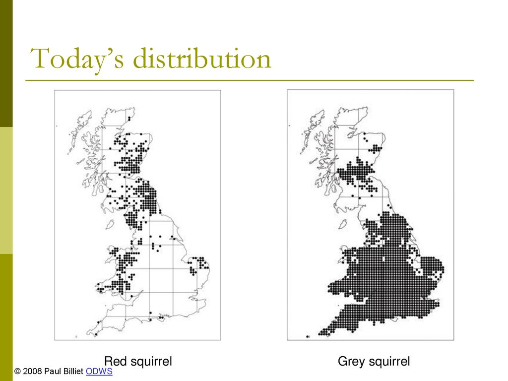 Today’s distribution Red squirrel Grey squirrel