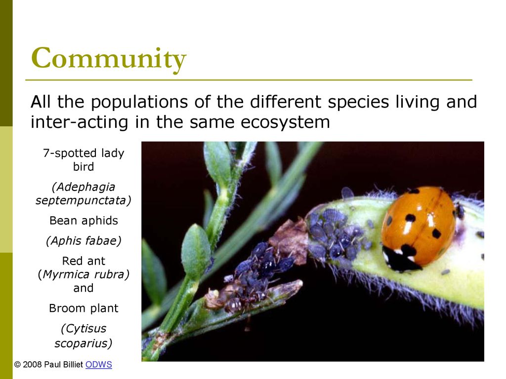 Community All the populations of the different species living and inter-acting in the same ecosystem.