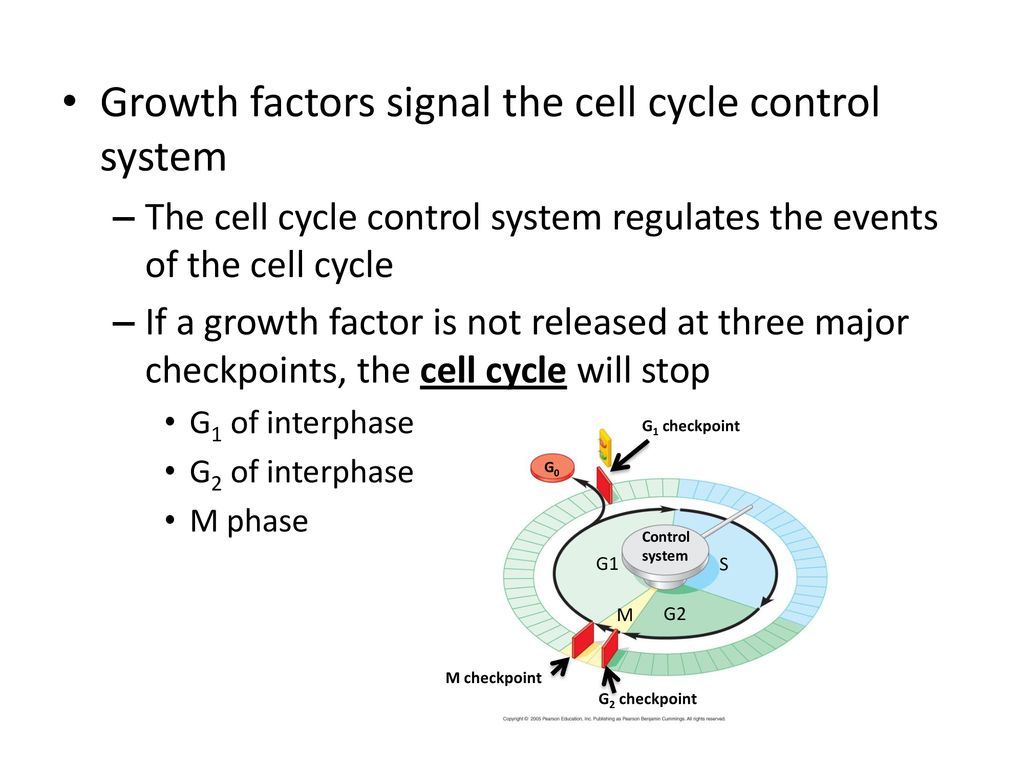 TOPIC 25 CELL DIVISION Biology Diagrams