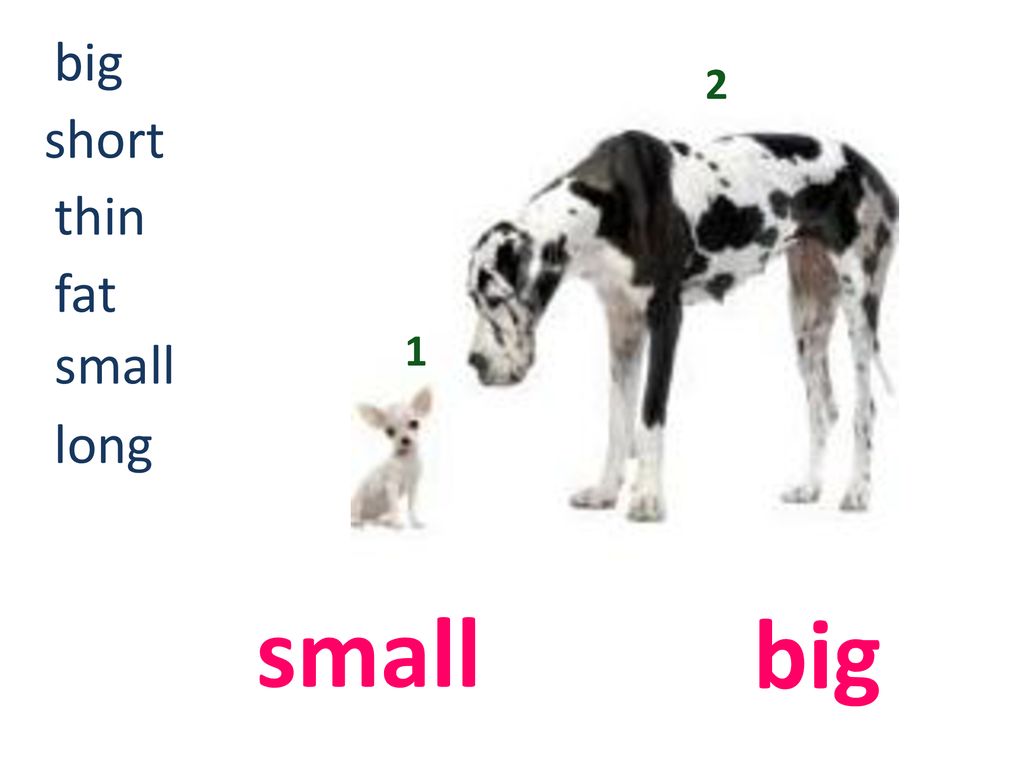 Tall short fat thin. Big small long short. Adjectives big small long short. Картинки big small. Small big thin fat short long.