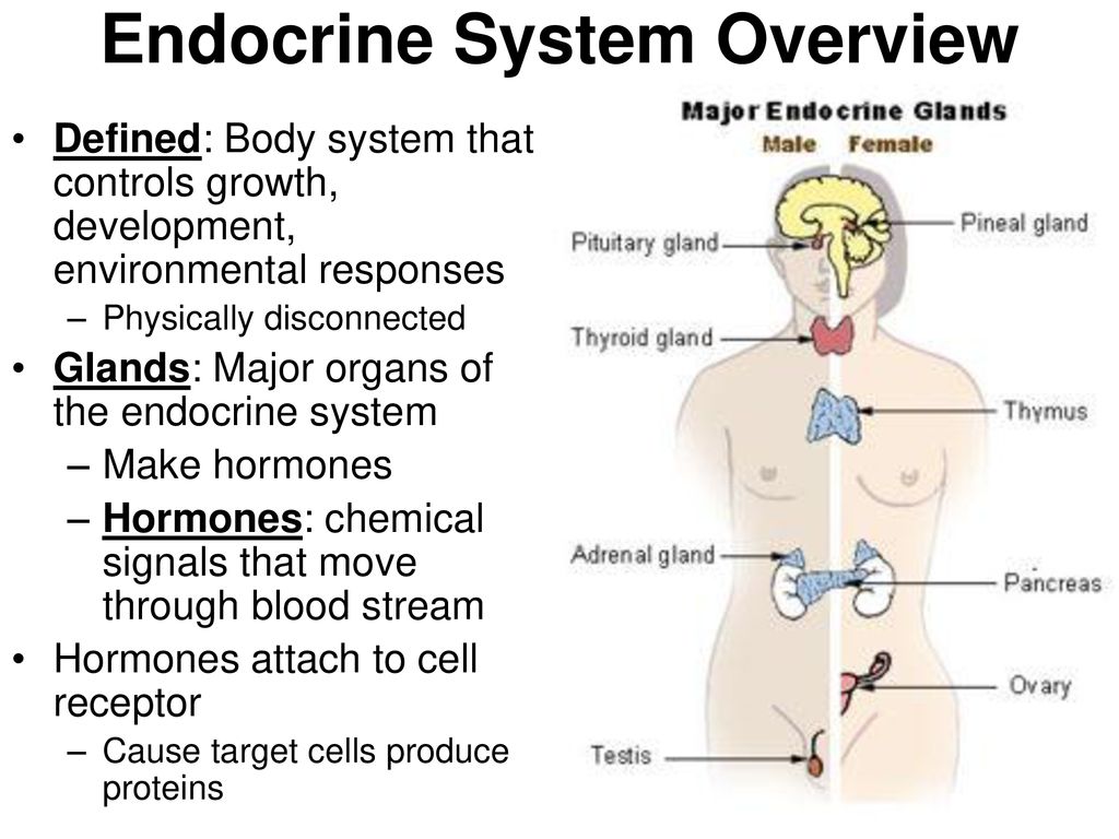 Endocrine System Overview.
