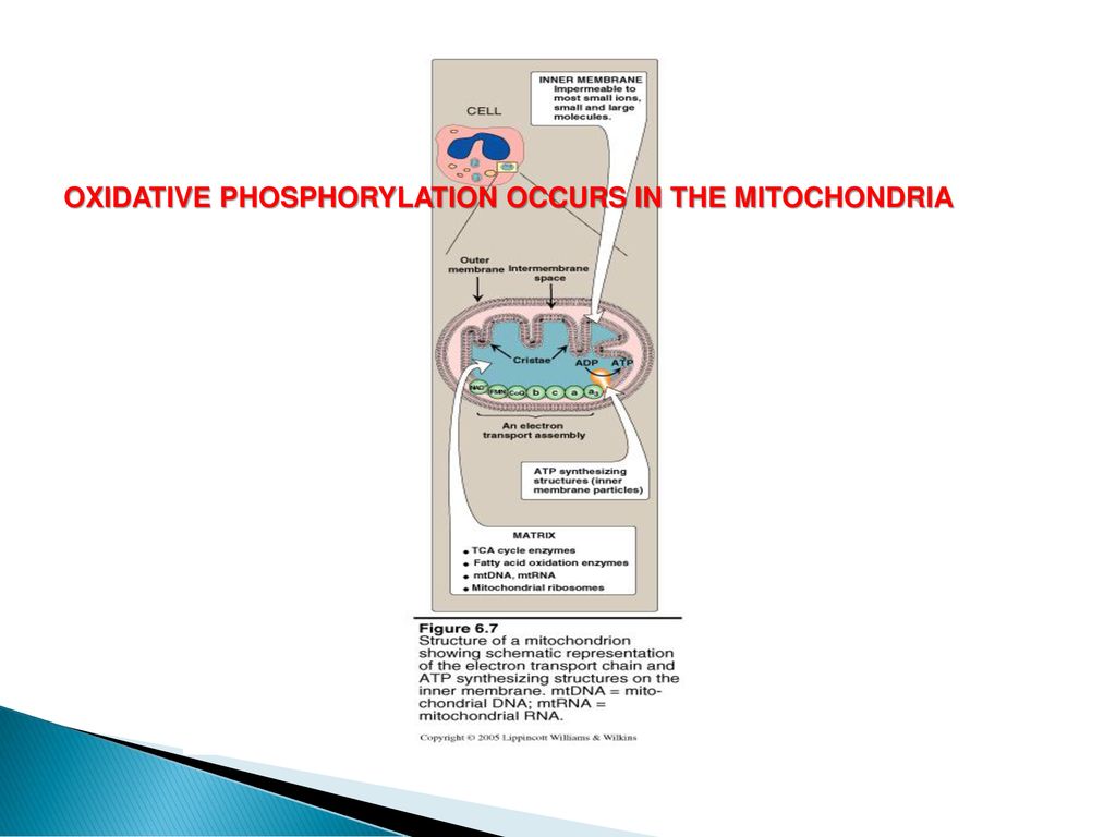 The Oxidative Phosphorylation Biology Diagrams
