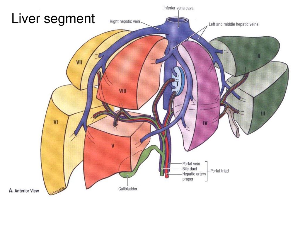 Ru сегменте. Сегменты печени. Сегменты печени кулак. Сегменты печени по куино. Liver segmental Anatomy.
