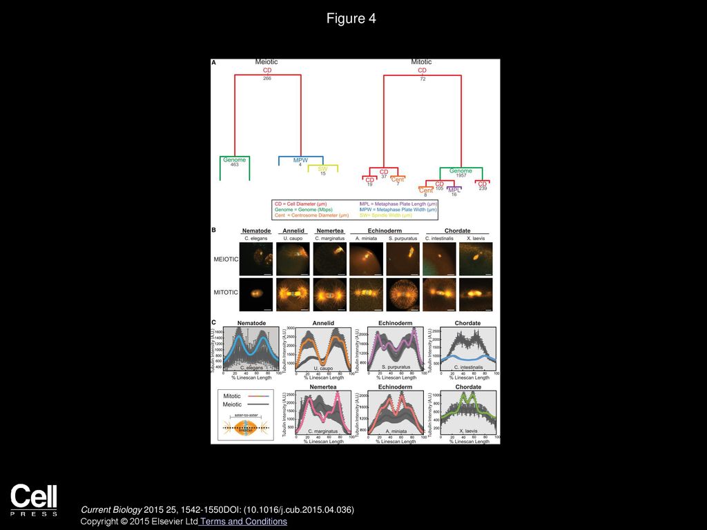A Comparative Analysis of Spindle Morphometrics across Metazoans Biology Diagrams