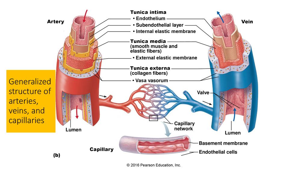 Endocrine System Overview - ppt download