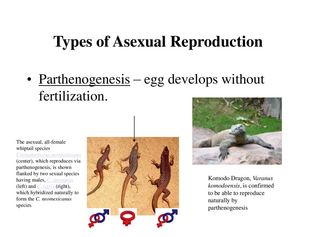 Cellular Division & Reproduction. - ppt download