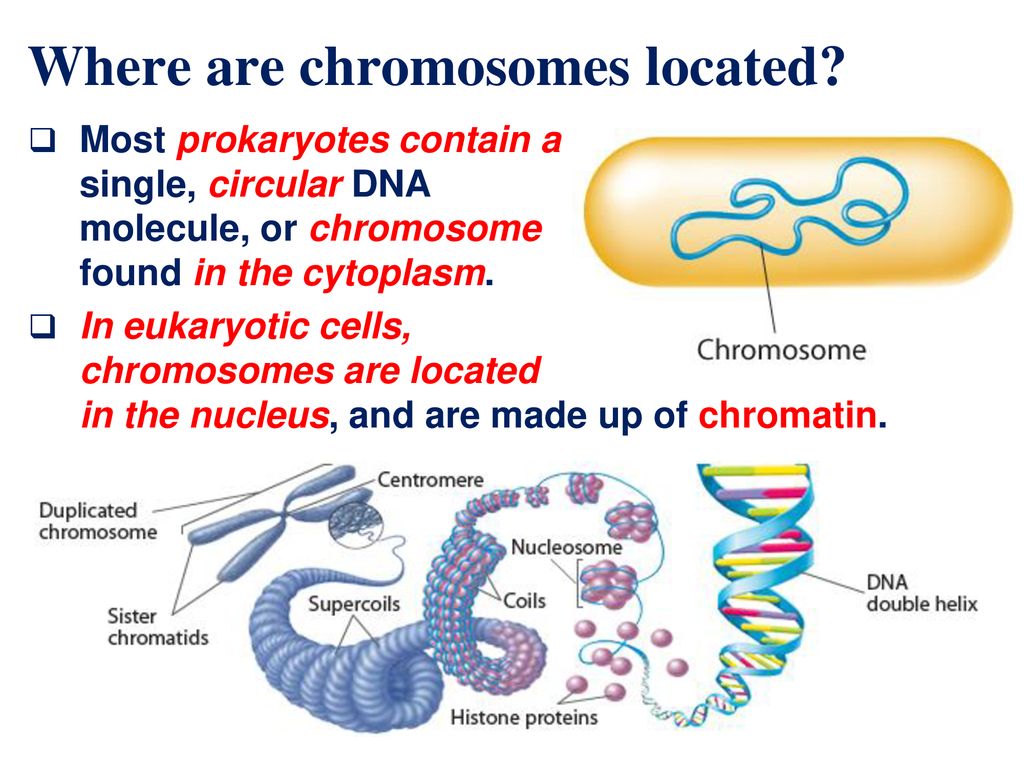 where are chromosomes located what are they composed of