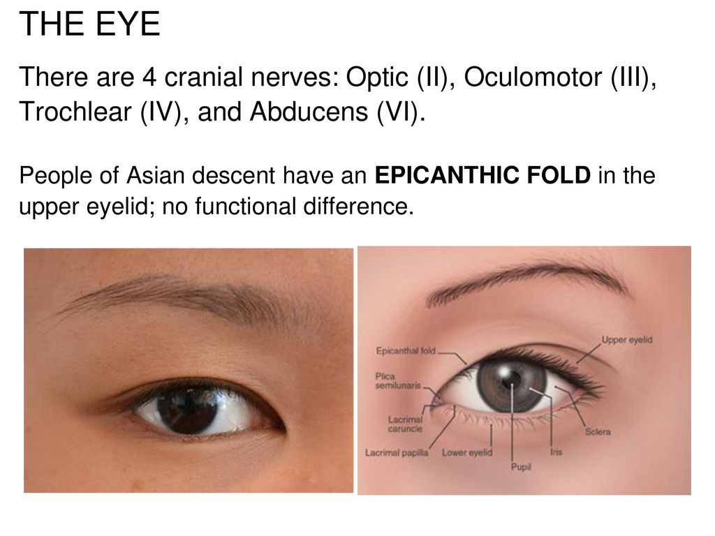 The Eye There Are 4 Cranial Nerves Optic Ii Oculomotor Iii