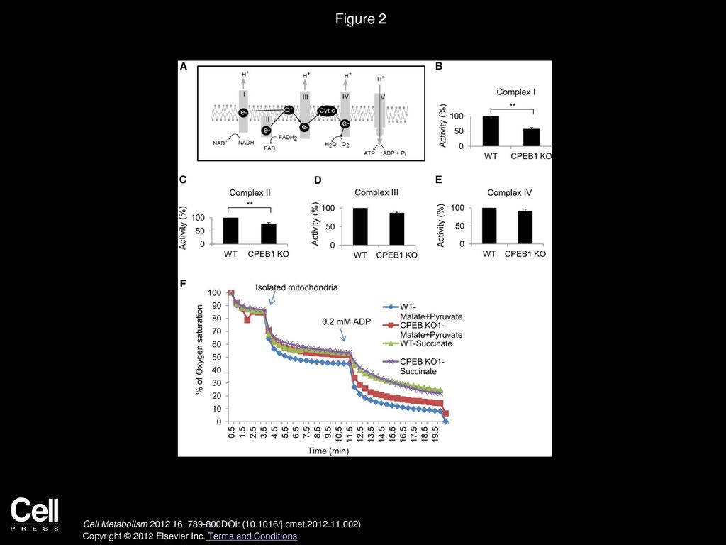 Figure 2 CPEB1 Regulates the Activity of Electron Transport Chain Complex I. (A) Schematic of mitochondrial electron transport chain complexes I–V.