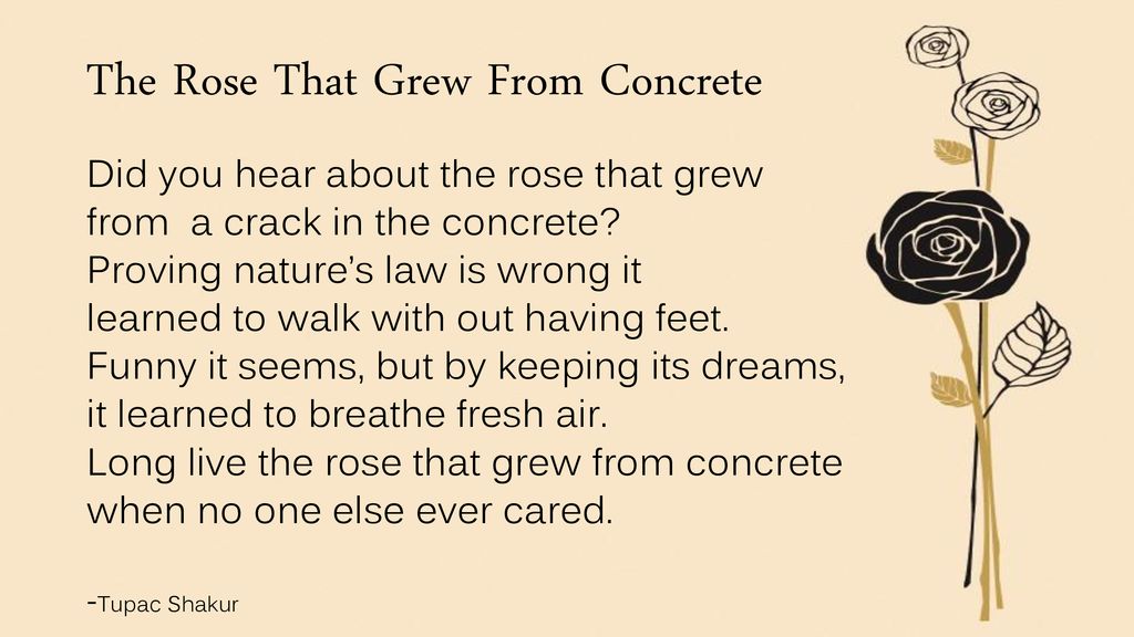 The Rose That Grew From Concrete - ppt download