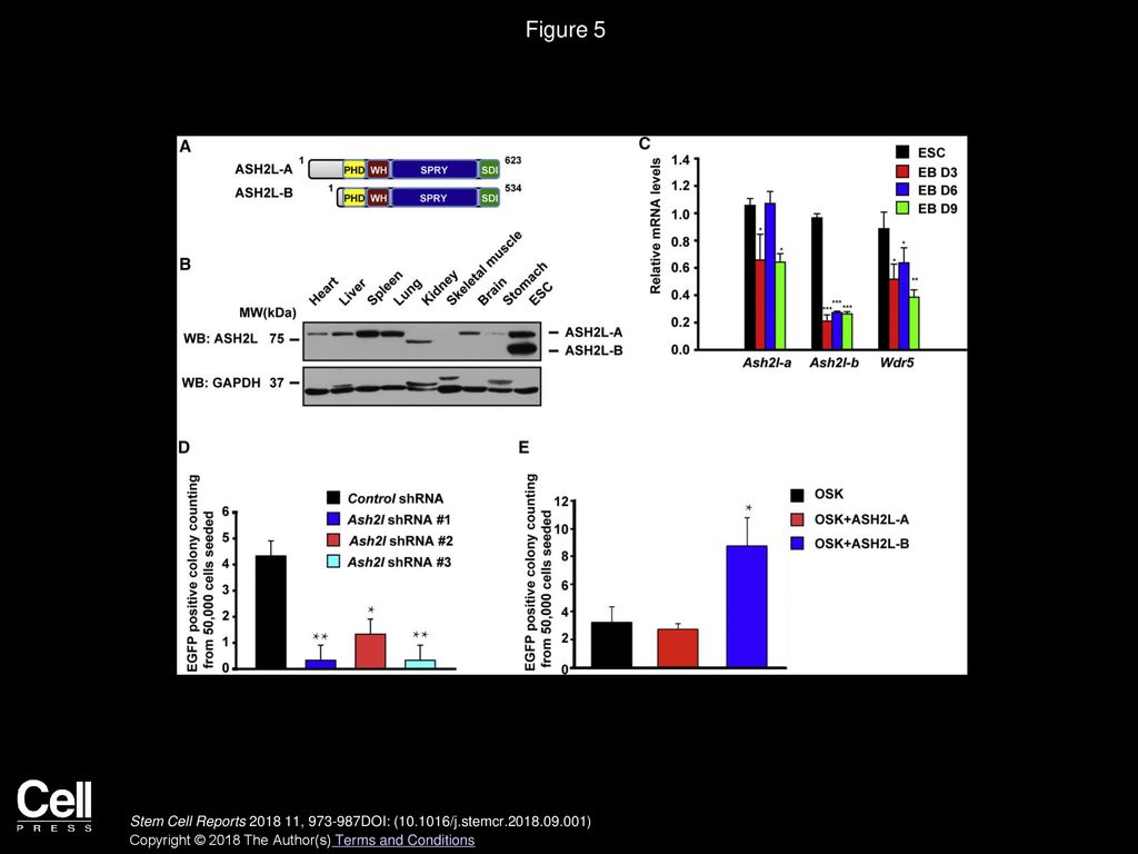 Volume 11, Issue 4, Pages (October 2018) - Ppt Download