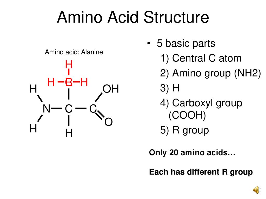 Amino Acid Structure H C R H OH N C C O H H 5 basic parts