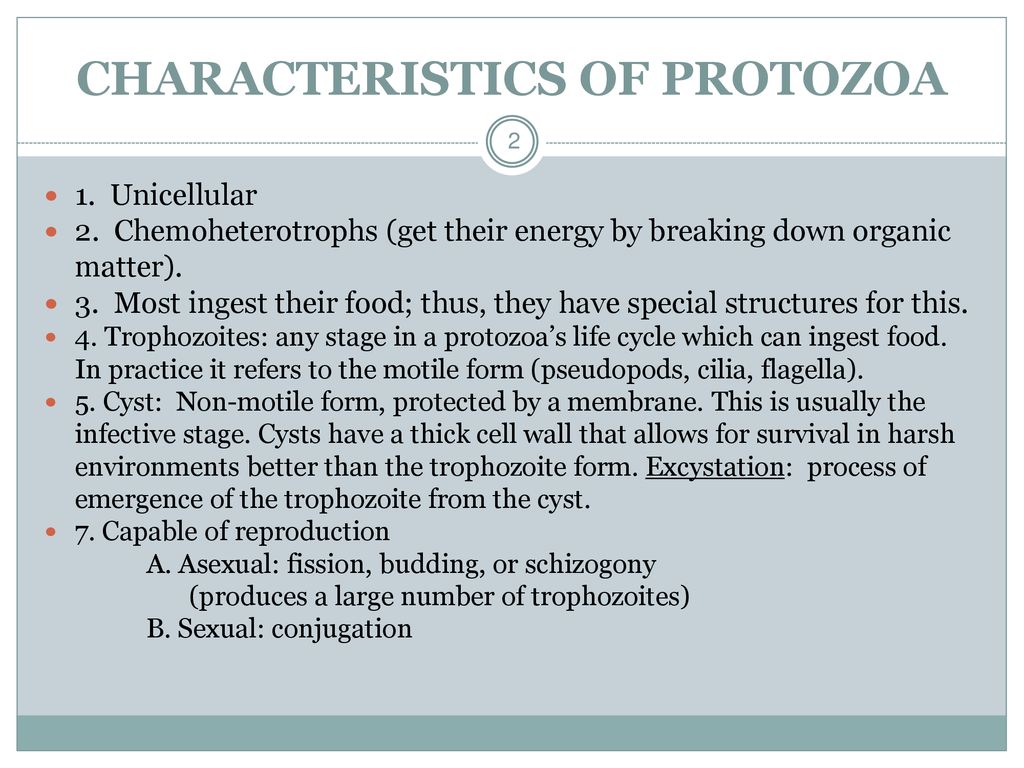 SUBKINGDOM PROTOZOA first animal Biology Diagrams