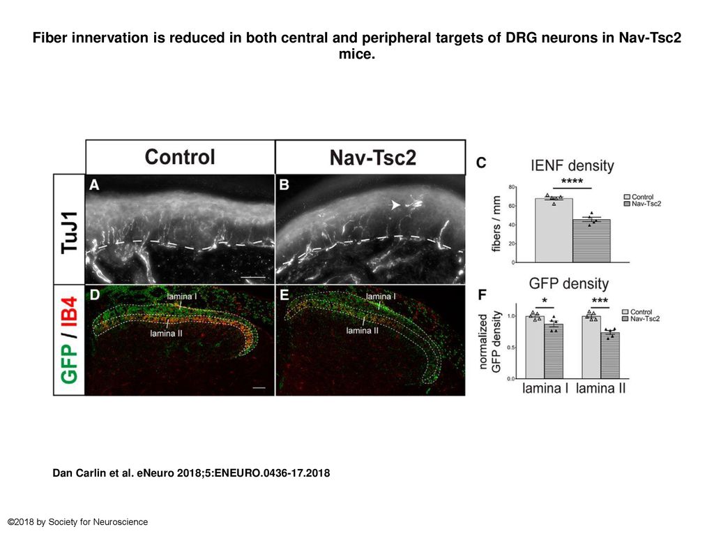 Fiber innervation is reduced in both central and peripheral targets of DRG neurons in Nav-Tsc2 mice.
