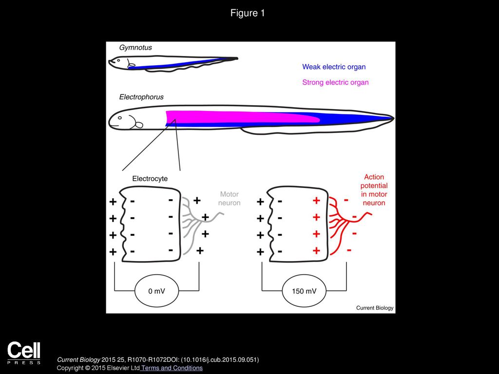 Animal Behavior: Electric Eels Amp Up for an Easy Meal - ppt download