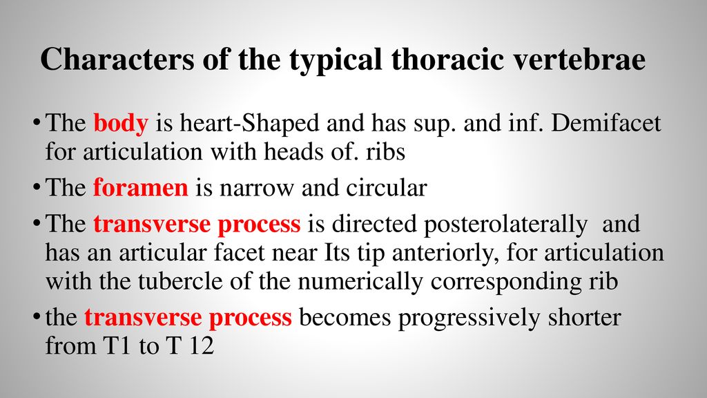 Characters of the typical thoracic vertebrae