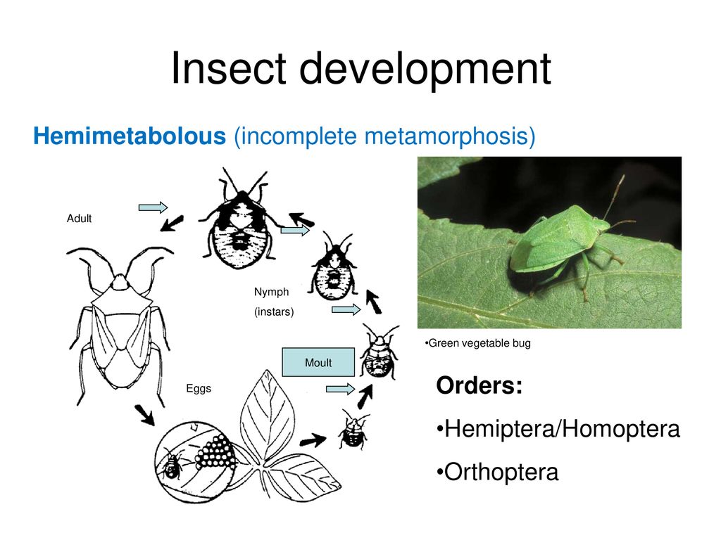 Insect. - ppt download