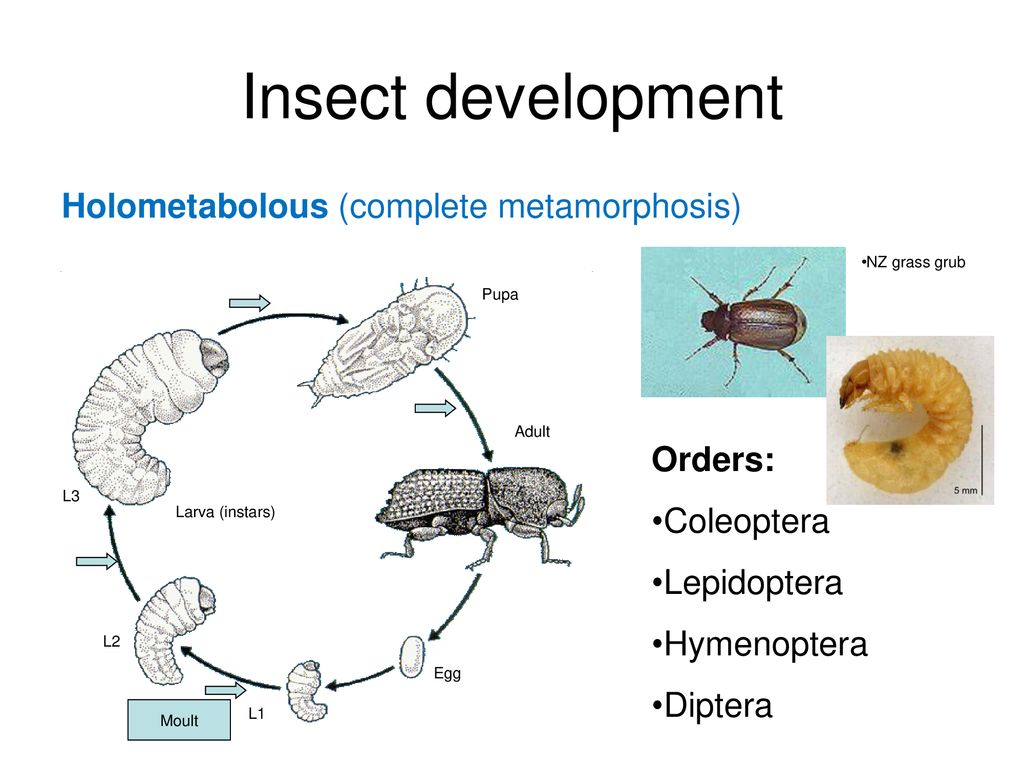 Метаморфоз 20. Insect Development. Complete Metamorphosis. Holometabola представители. Metamorphosis география.