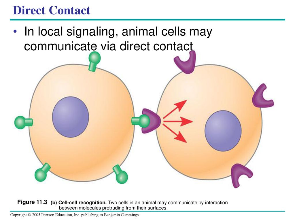 In local signaling, animal cells may communicate via direct contact